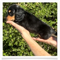 Crystal's AKC & CKC Black & Tan Long Hair Male Miniature Dachshund Puppy