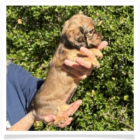Crystal's AKC & CKC Shaded Cream or Red Long Hair Female Miniature Dachshund Puppy
