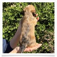 Crystal's AKC & CKC Shaded Cream or Red Long Hair Female Miniature Dachshund Puppy