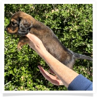 Crystal's AKC & CKC Shaded Red Long Hair Male Miniature Dachshund Puppy