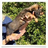 Crystal's AKC & CKC Shaded Red Long Hair Male Miniature Dachshund Puppy