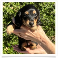 Crystal's AKC & CKC Black & Tan Long Hair Male Miniature Dachshund Puppy