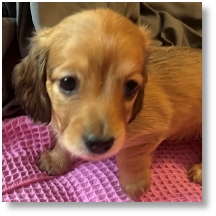 Shaded cream longhair dachshund puppy