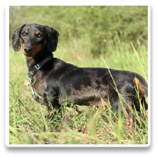 Minidatsun's A Little Splash of Marble - CKC Black and Tan Dapple Short Hair Miniature Dachshund