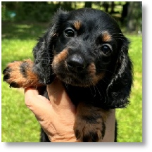 Missy's AKC Black & Tan Longhair Male Miniature Dachshund Puppy