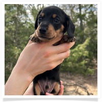 Pepper's CKC Black & Tan Short Hair Male Miniature Dachshund Puppy