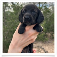 Pepper's CKC Solid Black Short Hair Female Miniature Dachshund Puppy