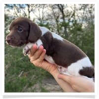 Pepper's CKC Chocolate Piebald Short Hair Female Miniature Dachshund Puppy