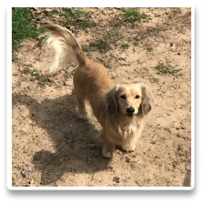 Minidatsun's Der Kartoffelprinz - AKC and CKC Shaded Cream Long Hair Miniature Dachshund