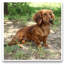 Minidatsun's Auburn Rose - CKC Shaded Red Long Hair Miniature Dachshund